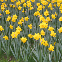 Yellow flowers