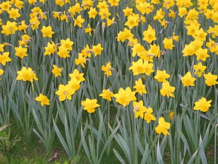 Yellow flowers - flowers, yellow