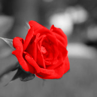 rose 