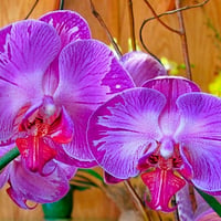 Purple orchids