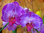 Purple orchids