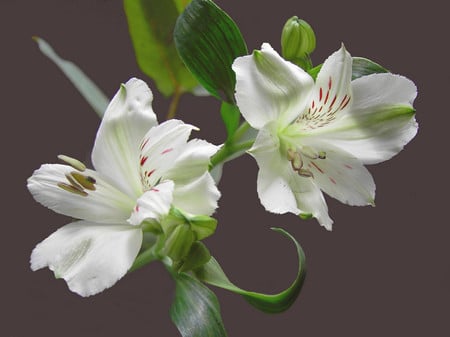 White flowers - white, flowers