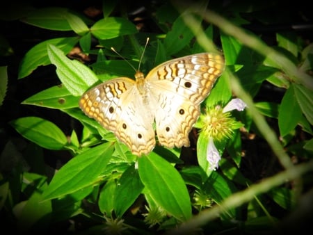 butterfly - insect, nature