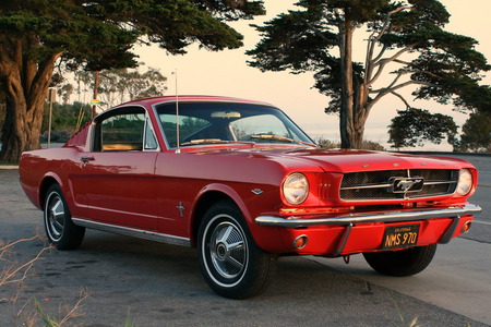 65 Fastback - fastback, 65, mustang