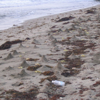 Ghost crap sand castles