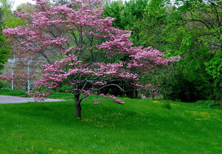 Pink tree - nature, trees