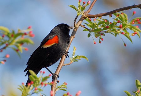 Black bird - birds, animals