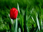 Red tulip