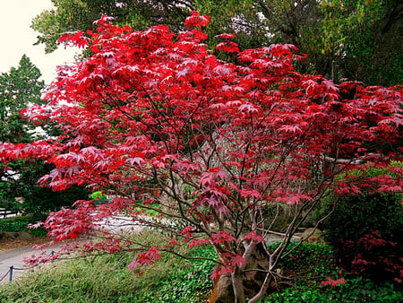 Maple tree - nature, trees