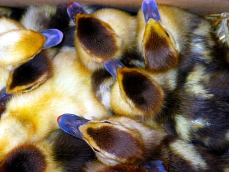 French Duck - bird, duck, animals, photography