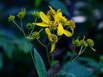 Yellow flowers