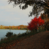 Two red trees