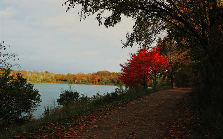 Two red trees - nature, trees