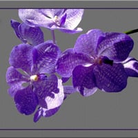 Purple orchids