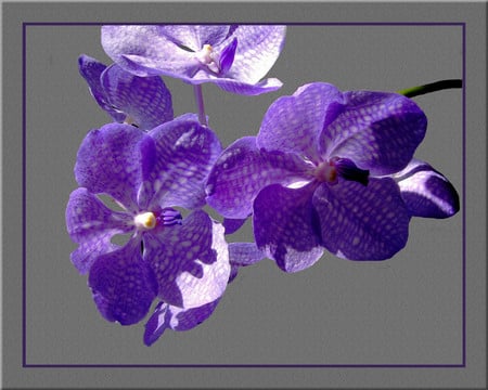 Purple orchids - orchids, flowers