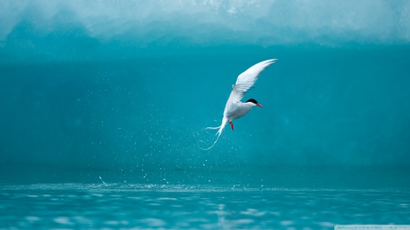 bird - ocean, wave, bird, blue