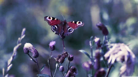 butterfly with open wings - wings, flower, butterfly, insect