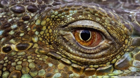 crocodile eye