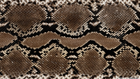 snake leather - scales, pattern, reptile, snake