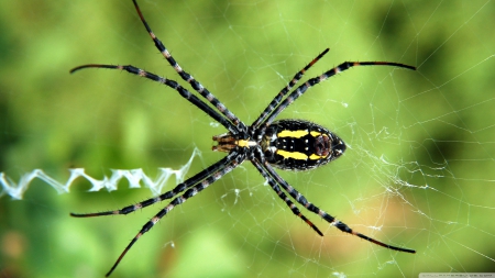 spider - yellow, web, insect, spider