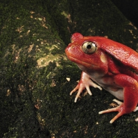 tomato frog