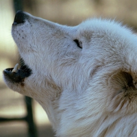 white wolf howling by dave johnson