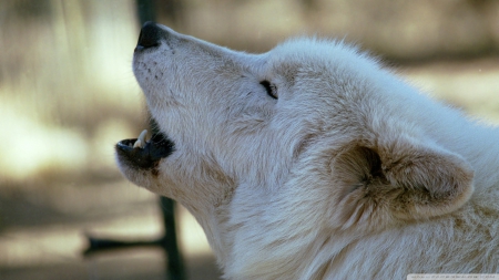 white wolf howling by dave johnson - white, howling, wolf, dog