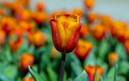 Tulips - nature, tulips, field, flowers