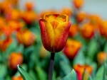 Tulips