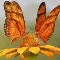 Butterflies on flowers