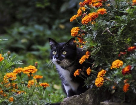 Kitten in the Garden - flowers, kitten, garden, cat, animals