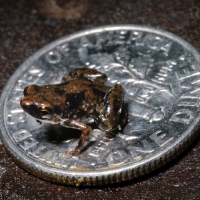 tiniest frog worldwide