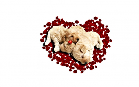 Cute puppies - puppy, heart, valentine, white, dog, red, petals, animal, cute