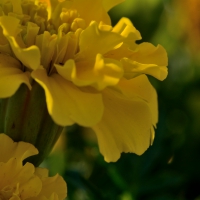 bright yellow macro