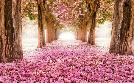 Cherry Tree Blossoms