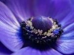 Purple Anemone