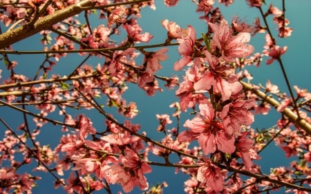 Spring Blossoms - flowers, pink, nature, cherry blossoms