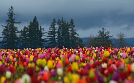 Tulip Field on a Cloudy Day - nature, tulips, flowers, trees