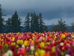 Tulip Field on a Cloudy Day