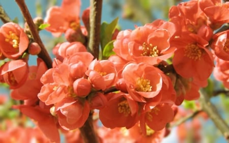 Orange Blossoms - nature, orange, flowers, blossoms