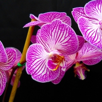 Orchids - hdr