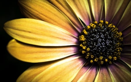 Golden Shasta Daisy - nature, flowers, daisies, yellow