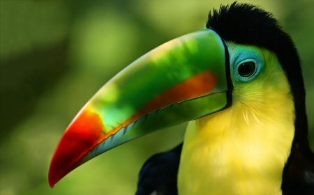 Toucan - hdr - toucans, animals, bird, birds