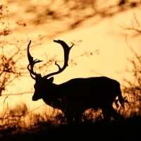 Deer at dusk