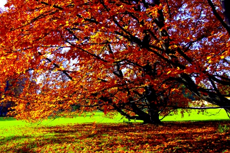 AUTUMN TREE - park, tree, field, autyumn