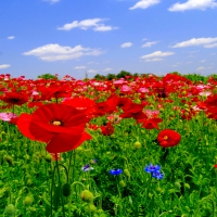 POPPY FIELD