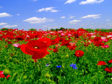 POPPY FIELD - nature, summer, field, poppies