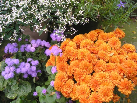 I love orange mums best of all... - autumn, brecksville, flowers, mums