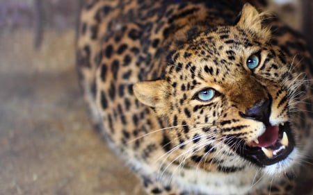 Leopard Eyes - big cats, cat, animals, leopards