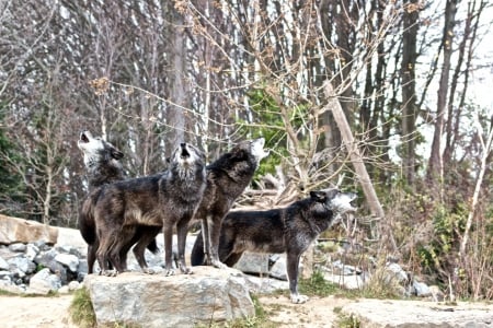 and then, they started to sing - saying, wolf, howling, wolves, black, white, wisdom, wolf art, timber, canislupus, wallpaper